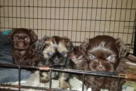 Szczenięta Shih Tzu   WhatsApp +447506188115    Szczenięta Shih Tzu