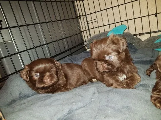 Szczenięta Shih Tzu   WhatsApp +447506188115    Szczenięta Shih Tzu, , leeds