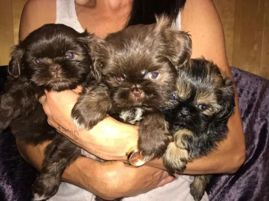 Szczenięta Shih Tzu   WhatsApp +447506188115    Szczenięta Shih Tzu, , leeds