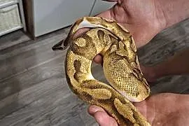 Sprzedam Pyton królewski SAMIEC Regius Pied