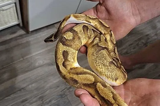 Sprzedam Pyton królewski SAMIEC Regius Pied