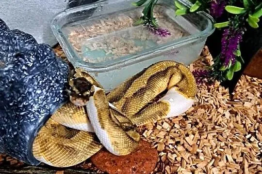 Sprzedam Pyton królewski SAMIEC Regius Pied, Dolnośląskie, Trzebnica