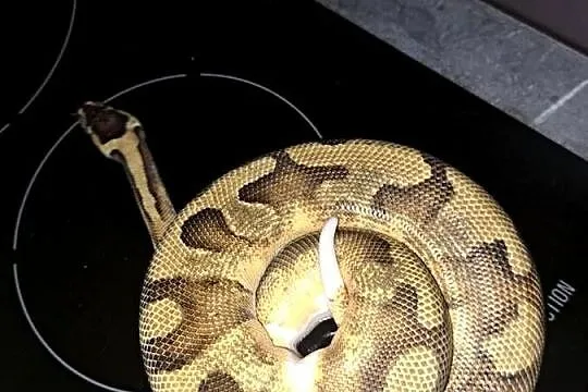 Sprzedam Pyton królewski SAMIEC Regius Pied, Dolnośląskie, Trzebnica
