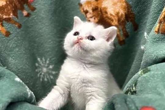 Kot Brytyjski (British Shorthair)
