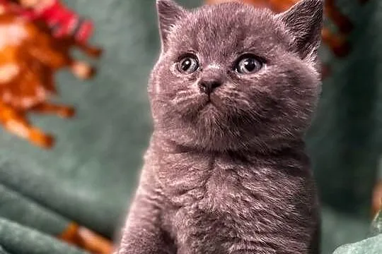 Kot Brytyjski (British Shorthair), Mazowieckie, Warszawa