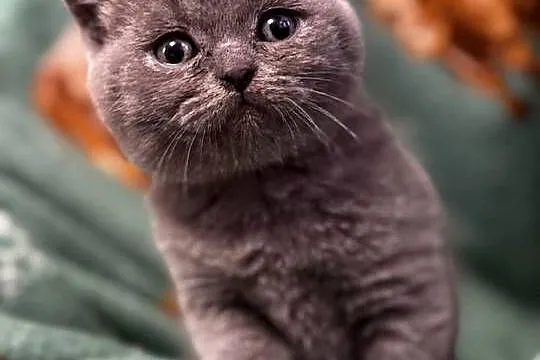 Kot Brytyjski (British Shorthair), Mazowieckie, Warszawa