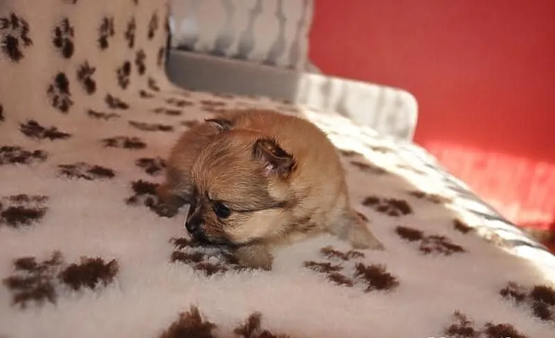 Pomeranian / szpic miniaturowy