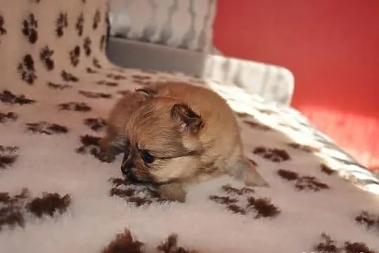 Pomeranian / szpic miniaturowy