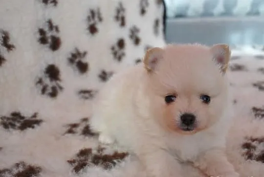 Pomeranian / szpic miniaturowy