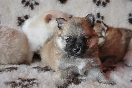 Pomeranian / szpic miniaturowy