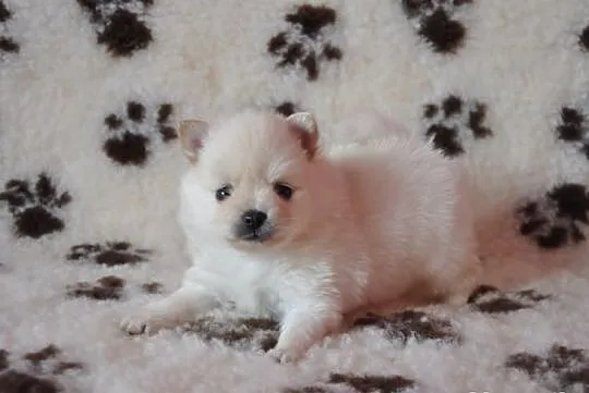 Pomeranian / szpic miniaturowy