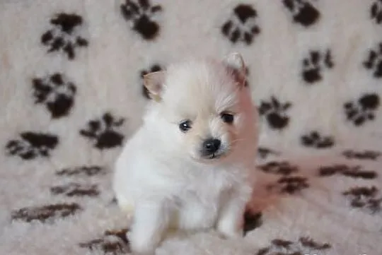 Pomeranian / szpic miniaturowy