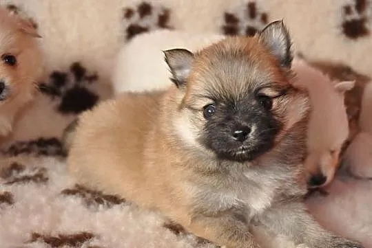 Pomeranian / szpic miniaturowy