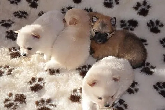 Pomeranian / szpic miniaturowy