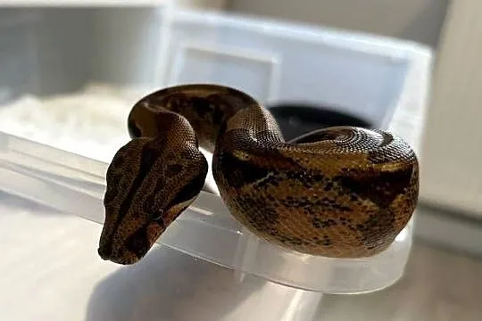 Boa Cesarski Imperator Salmon