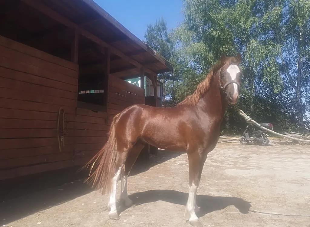 Kuc walijski 136 cm 81 pkt, ,