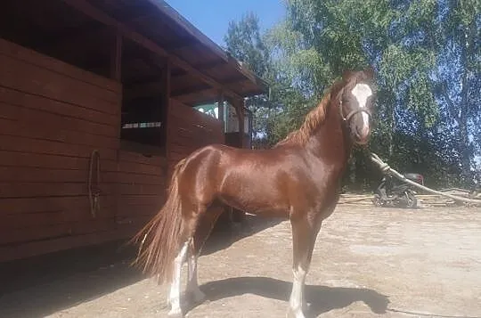 Kuc walijski 136 cm 81 pkt, , 