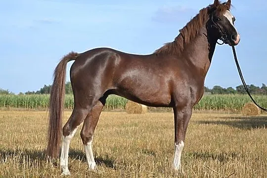 Kuc walijski 136 cm 81 pkt, , 