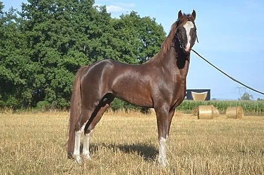 Kuc walijski 136 cm 81 pkt, , 