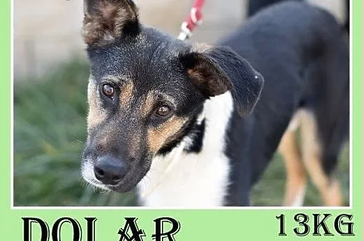 11mies.,średni,łagodny,wesoły,towarzyski piesek DO