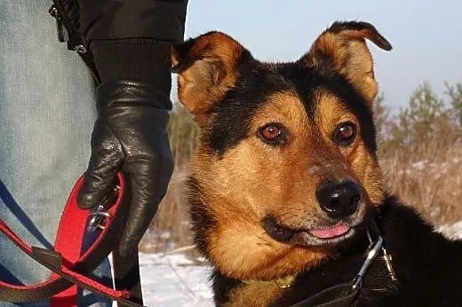 Moris, pies na schwał...tylko domu mu brak :(,  małopolskie Kraków