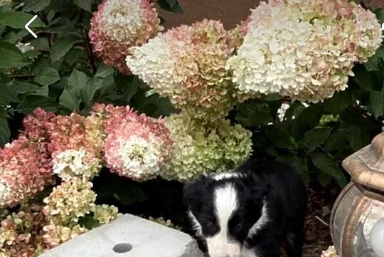 Border collie