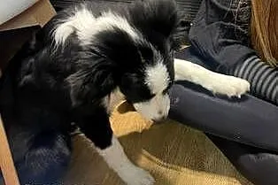 Border collie, Łódzkie, Błaszki