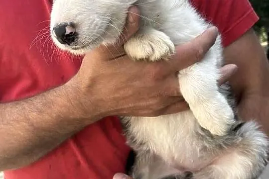 Border collie, Łódzkie, Błaszki