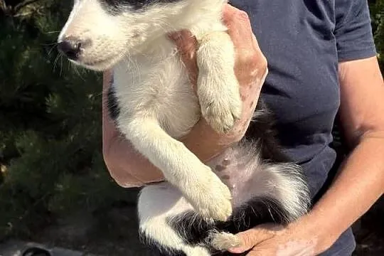 Border collie, Łódzkie, Błaszki
