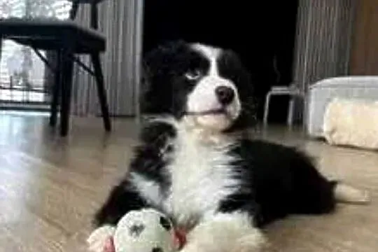 Border collie, Łódzkie, Błaszki