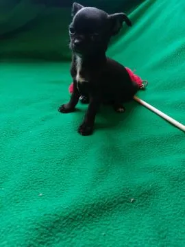 Śliczne pieski chihuahua okolice Warszawy gotowe do zmiany domu