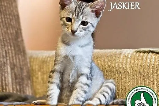 Jaskier z Pięciu Wspaniałych. Fundacja Stawiamy Na