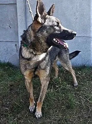 SZARIK - cudowny psiak w typie owczarka, już 3 lata czeka na dom..., łódzkie Łódź, Łódzkie, Łódź