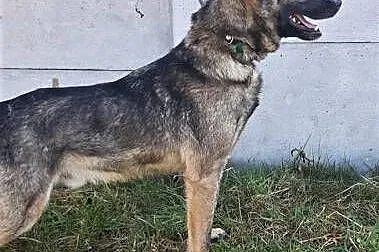 SZARIK - cudowny psiak w typie owczarka, już 3 lata czeka na dom...,  łódzkie Łódź, Łódzkie, Łódź