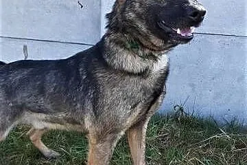 SZARIK - cudowny psiak w typie owczarka, już 3 lata czeka na dom...,  łódzkie Łódź, Łódzkie, Łódź