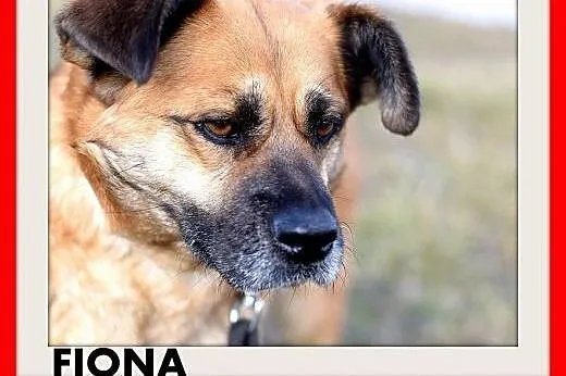 FIONA,zachowuje czystość,średnia,łagodna,spokojna suczka gładkowłosa.ADOPCJA,  dolnośląskie Wrocław