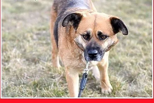 FIONA,zachowuje czystość,średnia,łagodna,spokojna 