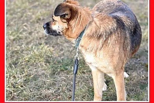 FIONA,zachowuje czystość,średnia,łagodna,spokojna 
