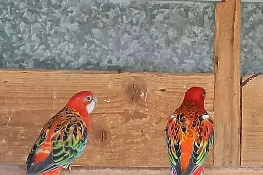 Sprzedam Rozelle, Małopolskie, Koźmice Wielkie