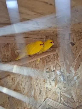 SAMICA Papugi Kozy (Kakariki)piękne kolory zdrowa