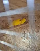 SAMICA Papugi Kozy (Kakariki)piękne kolory zdrowa