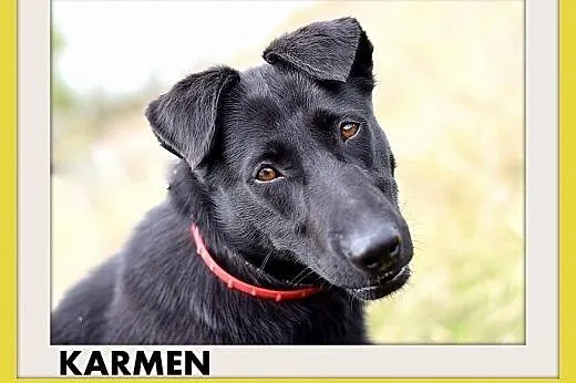 KARMEN,smutna,łagodna,spokojna suczka średnia.ADOP