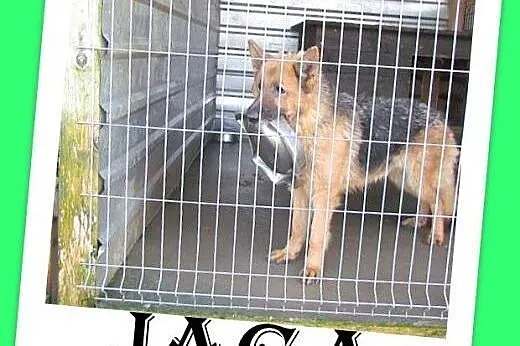 Jaga - schroniskowa owczarka szuka napełniacza michy :-),  śląskie Katowice
