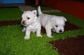 West Highland White Terrier, Radom