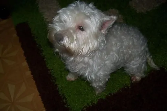 West Highland White Terrier