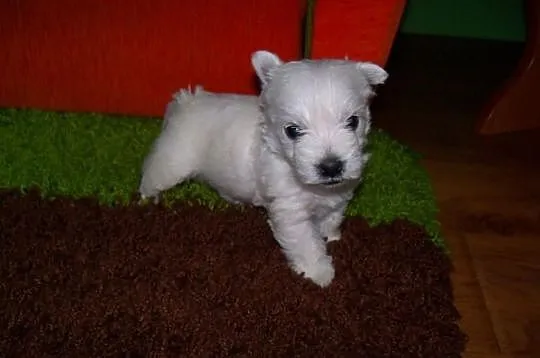 West Highland White Terrier