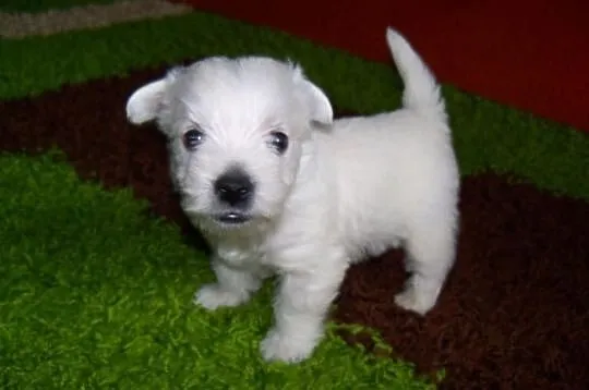 West Highland White Terrier