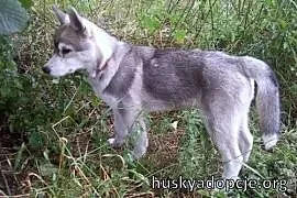 ARAK- kochany szczeniak husky do adopcji,  świętok, Kielce