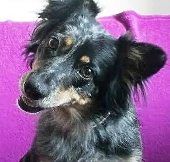 DŻINA też chce na Święta do domu ! Zabierz ją i po
