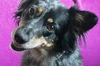 DŻINA też chce na Święta do domu ! Zabierz ją i po